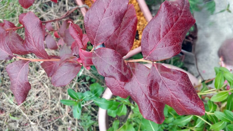 ブルーベリーの紅葉1