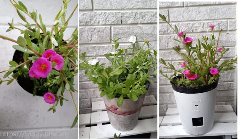 ポーチュラカの挿し木した鉢植え