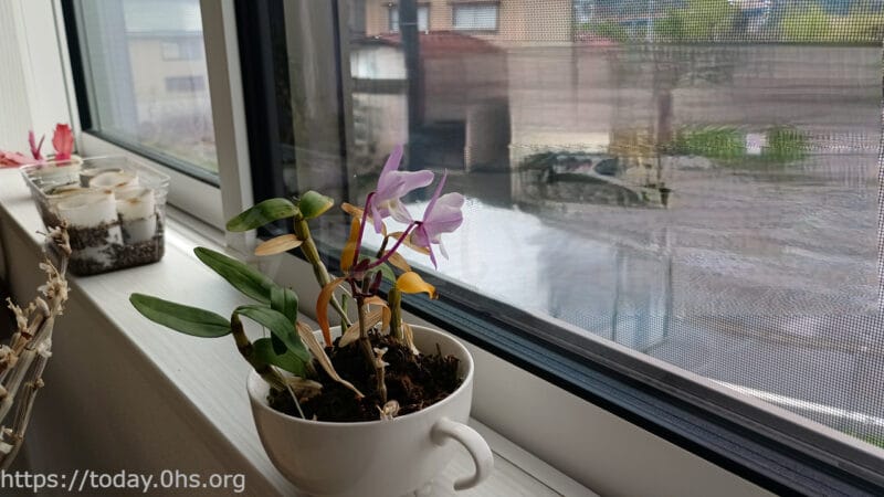 去年高芽取りした洋ランも春には花が咲いた