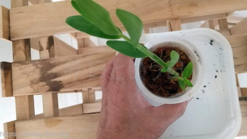 ミズゴケに植え付けた高芽