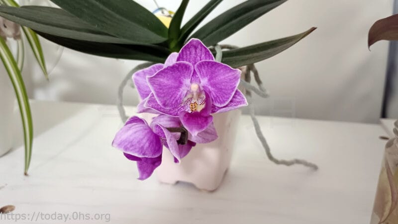 胡蝶蘭もまれに高芽は出るが育てるのが難しい