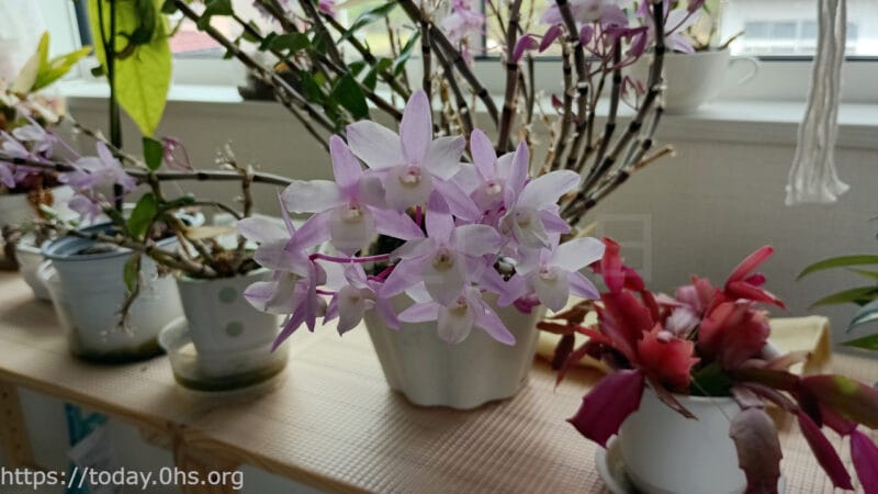 洋ラン・デンドロビウム