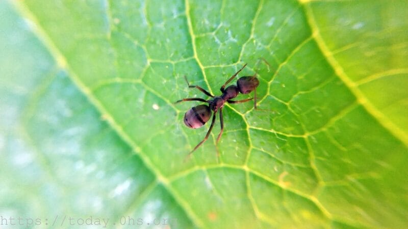 蜂の仲間の蟻・クロオオアリ