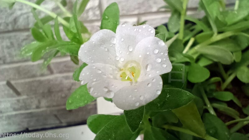 ポーチュラカの花