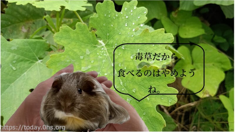 毒草だから食べるのはやめようねータケニグサ