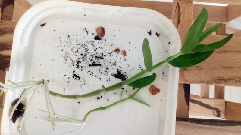 デンドロビュームの親株から生えた高芽を外した