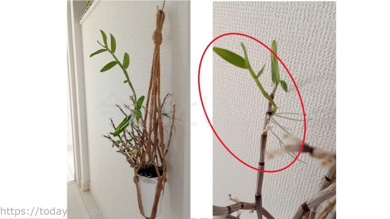 デンドロビュームの親株から生えた高芽
