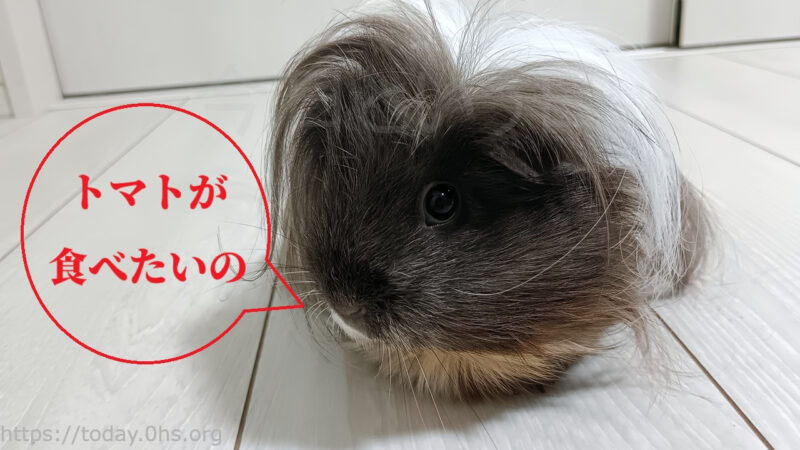 トマトが食べたいの