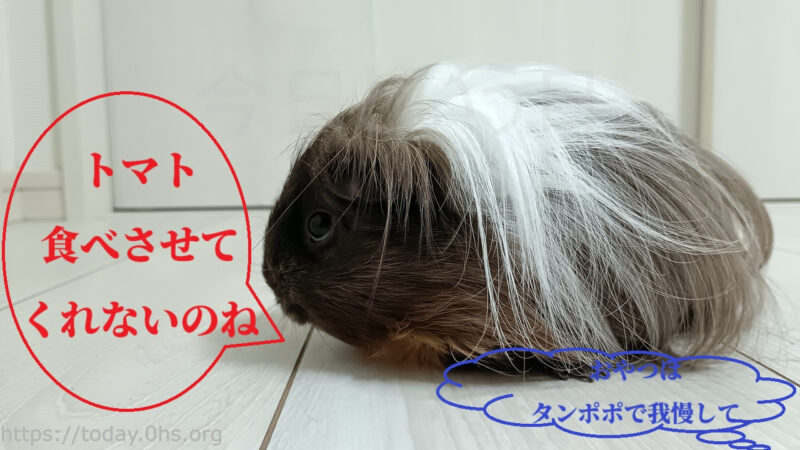 トマト食べさせてくれないのね