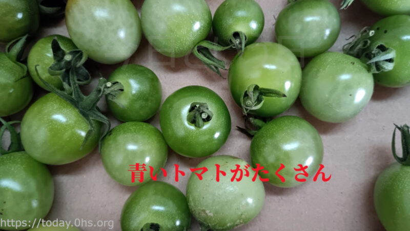 青いトマトがたくさん